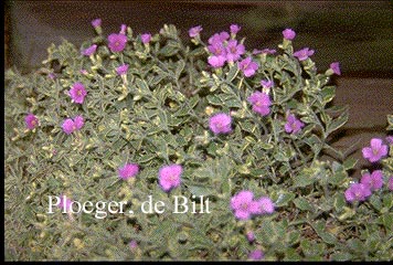 Aubrieta 'Argenteovariegata'