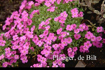 Aubrieta 'Hamburger Stadtpark'