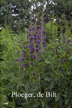 Baptisia australis