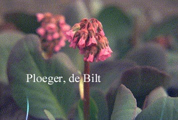 Bergenia 'Rotblum'