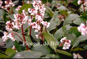 Bergenia 'Silberlicht'