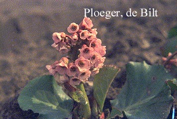 Bergenia cordifolia