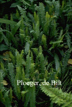 Blechnum penna-marina