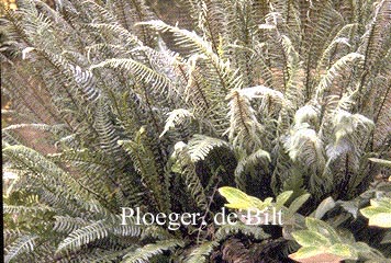 Blechnum spicant