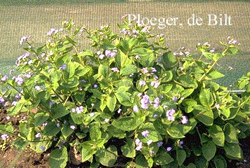 Brunnera macrophylla