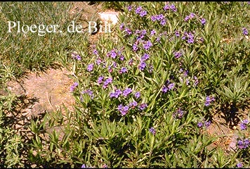 Buglossoides purpurocaerulea