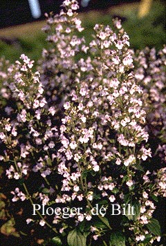 Calamintha nepeta ssp. nepeta