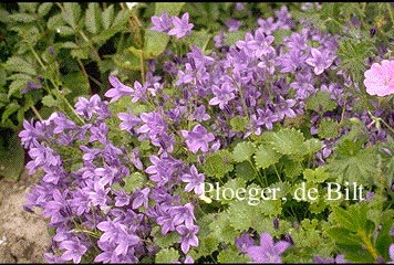 Campanula 'Birch Hybrid'