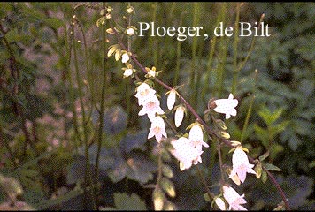 Campanula alliariifolia