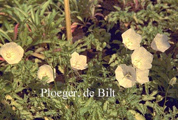 Campanula carpatica 'Alba'