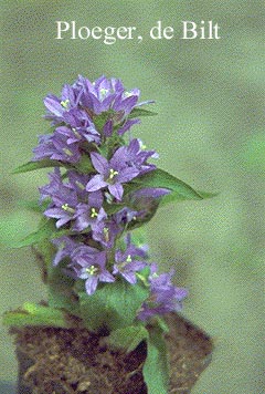 Campanula glomerata 'Acaulis'