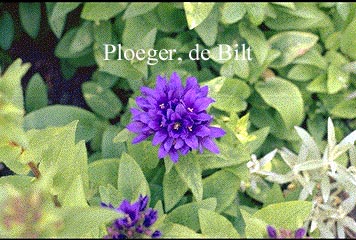 Campanula glomerata 'Speciosa'