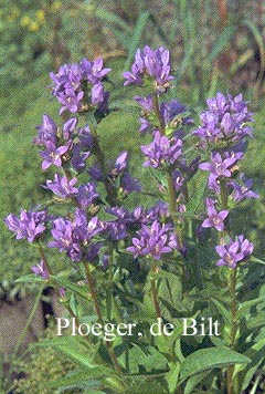 Campanula glomerata 'Superba'