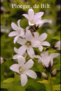 Campanula lactiflora 'Alba'