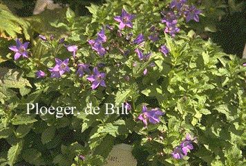 Campanula lactiflora 'Superba' (71439)