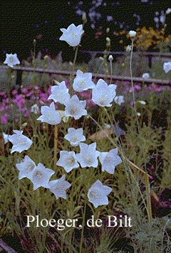 Campanula persicifolia 'Alba'