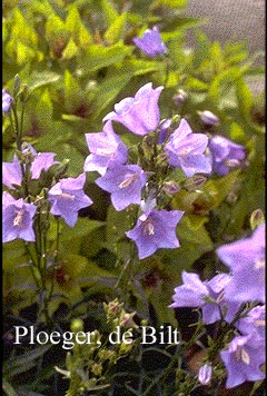 Campanula persicifolia 'Coerulea'