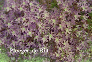 Campanula poscharskyana