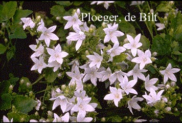 Campanula poscharskyana 'E.H. Frost'