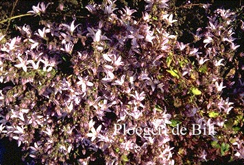 Campanula poscharskyana 'Lisduggan Variety'