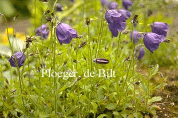 Campanula pulloides 'G.F. Wilson'