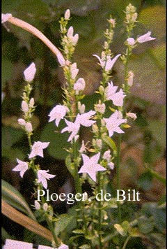 Campanula pyramidalis 'Alba'