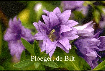 Campanula trachelium