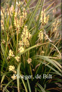 Carex morrowii 'Variegata'