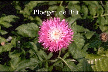 Centaurea hypoleuca 'John Coutts'