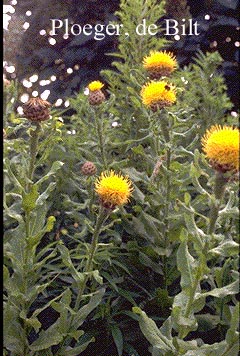 Centaurea macrocephala