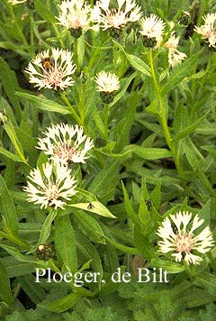 Centaurea montana 'Alba'