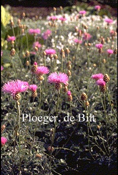 Plantentuin Esveld