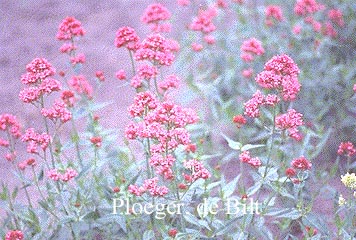 Centranthus ruber 'Coccineus'