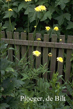 Cephalaria gigantea