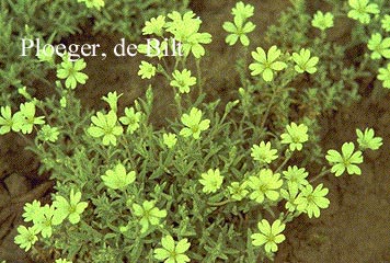 Cerastium tomentosum