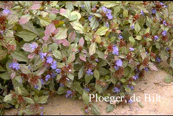 Ceratostigma plumbaginoides