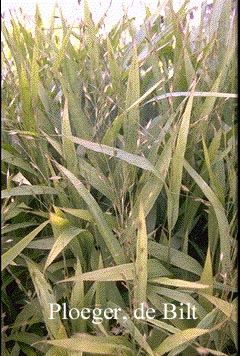 Chasmanthium latifolium