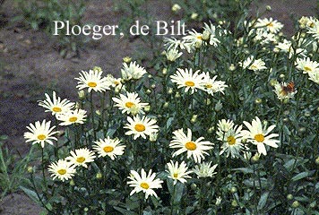 Leucanthemum 'Silberprinzesschen'