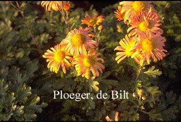 Chrysanthemum 'Mary Stoker'