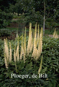 Actaea racemosa