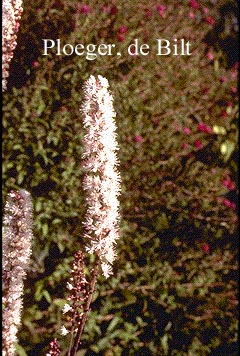 Actaea simplex 'Atropurpurea'