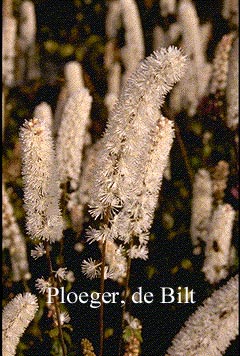 Actaea simplex