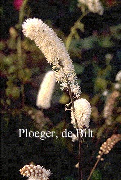 Actaea simplex 'White Pearl'