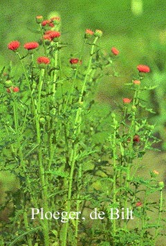 Cirsium japonicum 'Rose Beauty'