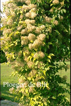 Clematis vitalba