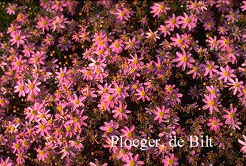 Coreopsis rosea 'American Dream'