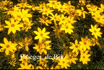 Coreopsis verticillata 'Grandiflora'