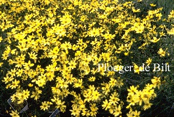 Coreopsis verticillata 'Moonbeam'