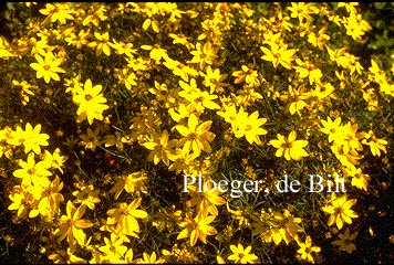 Coreopsis verticillata 'Zagreb'