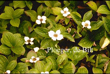 Cornus canadensis